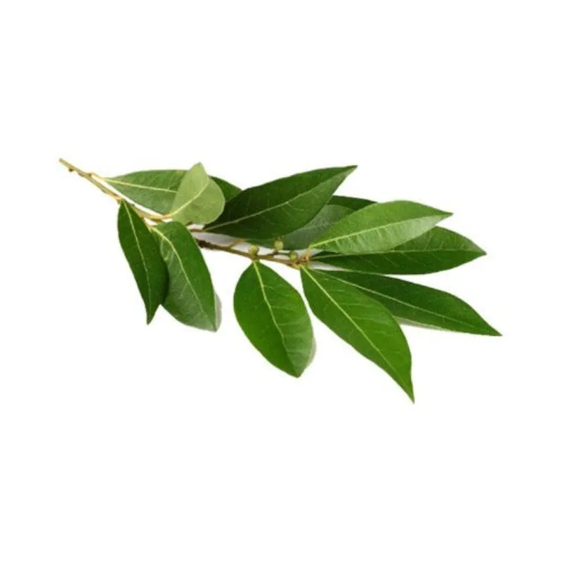 Bay laurel leaf Essential Oil Organic