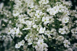 Covent Garden Baby's Breath Seeds