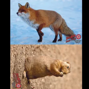 Duramesh Target Face Fox/Praire Dog