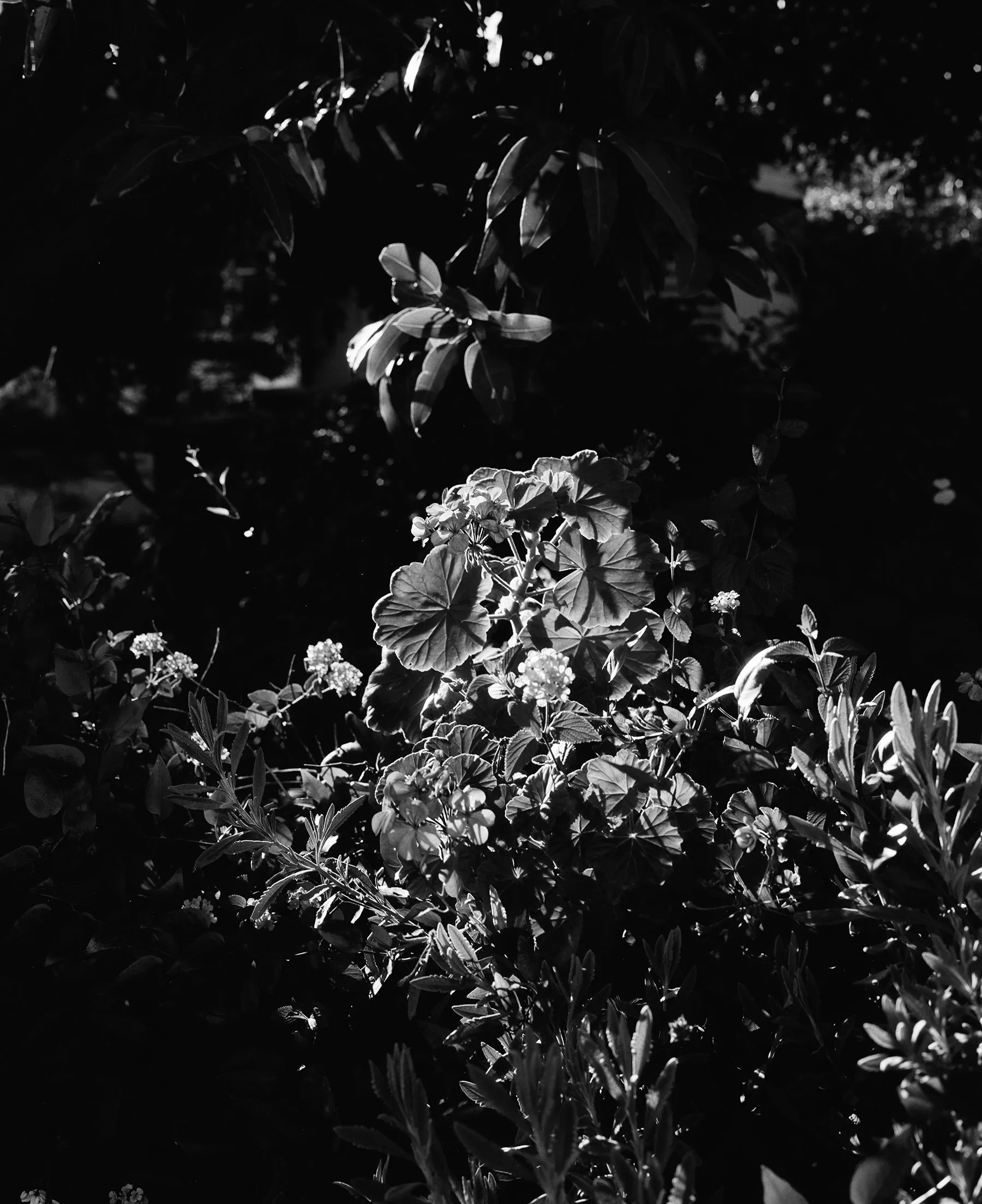 Ilford Ortho Plus 80 — 120