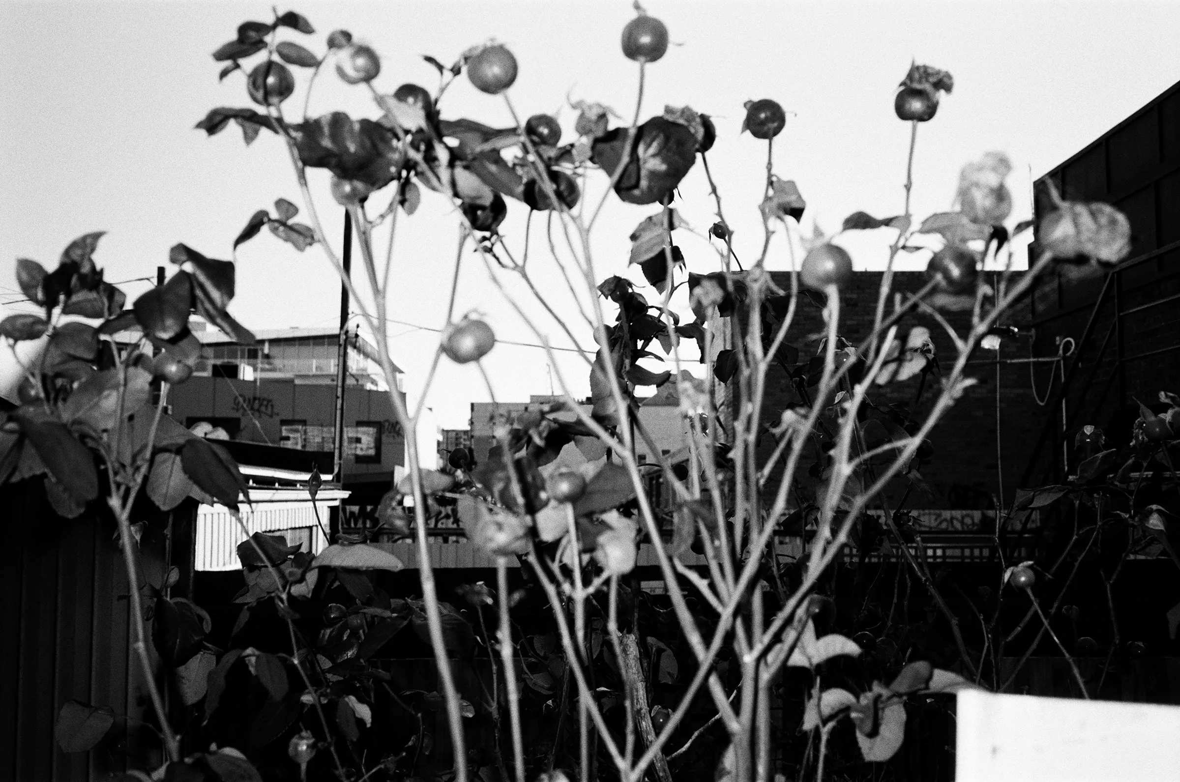 Ilford Ortho Plus 80 — 35mm