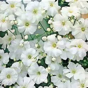 OSC Covent Garden Gypsophila Seeds (Baby’s Breath) - Packet