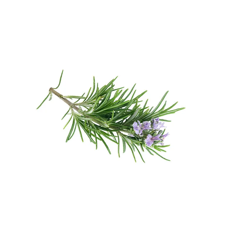 Rosemary Hydrosol 100 % Natural