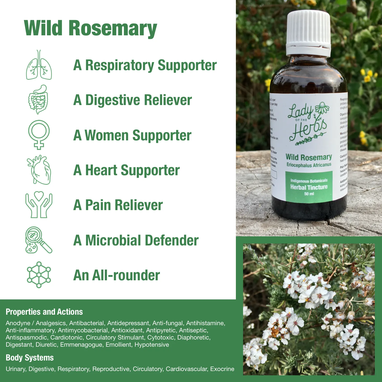 Wild Rosemary Tincture